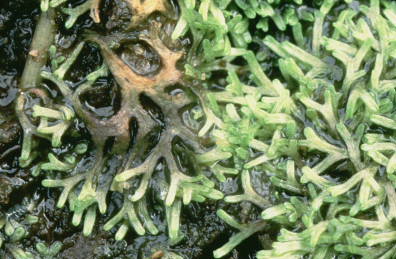 Riccia fluitans (door Klaas van der Veen)