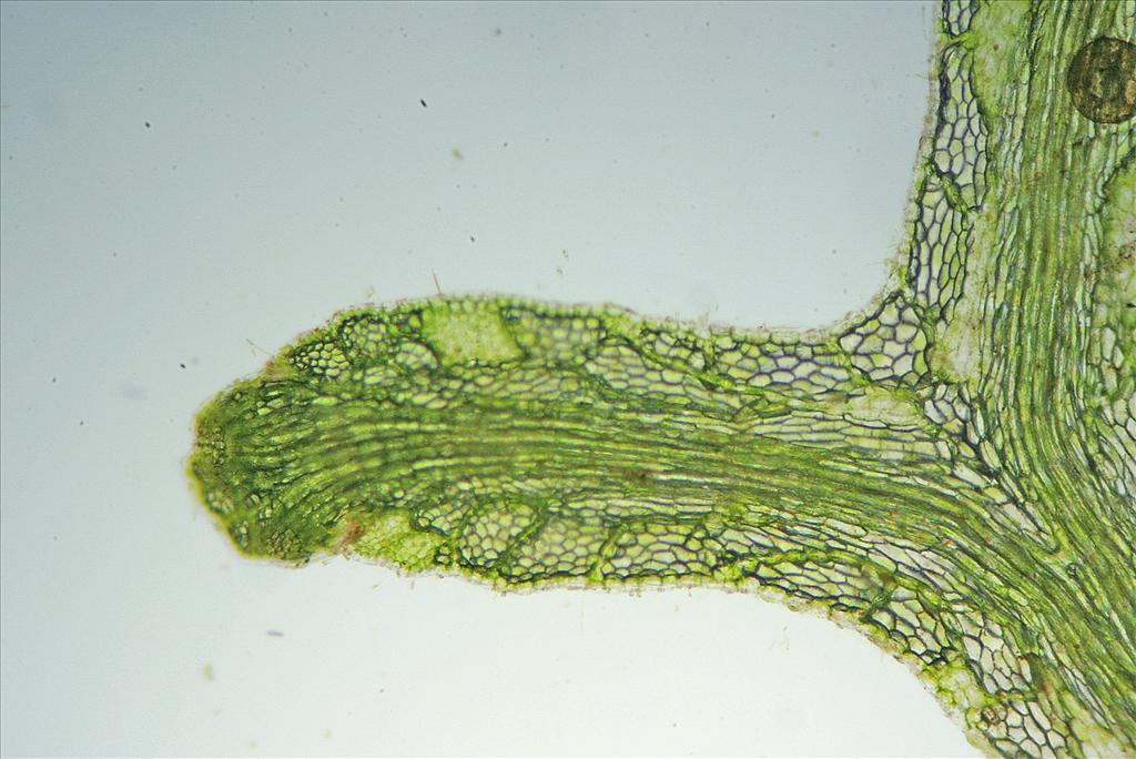 Riccia fluitans (door Jan Kersten)