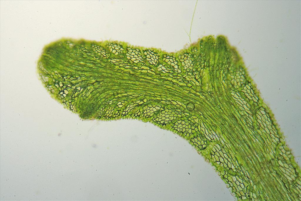 Riccia fluitans (door Jan Kersten)