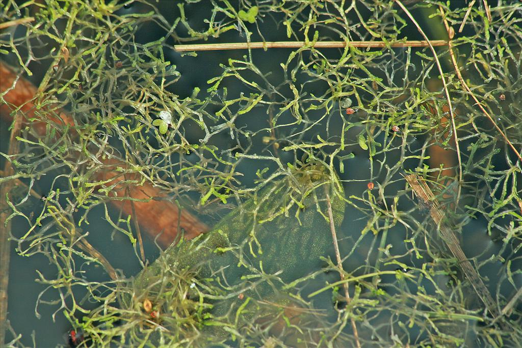 Riccia fluitans (door Jan Kersten)