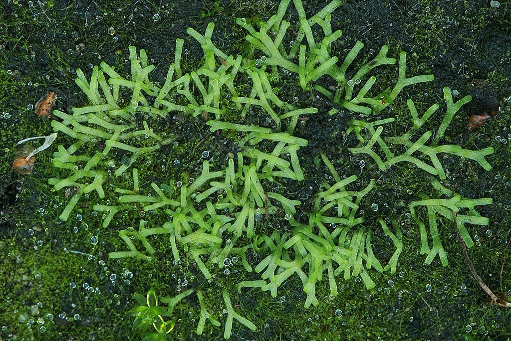 Riccia fluitans (door Jan Kersten)