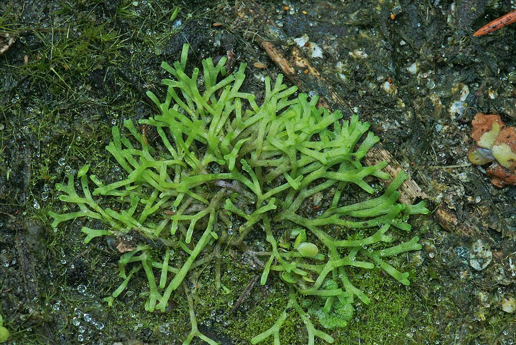 Riccia fluitans (door Jan Kersten)