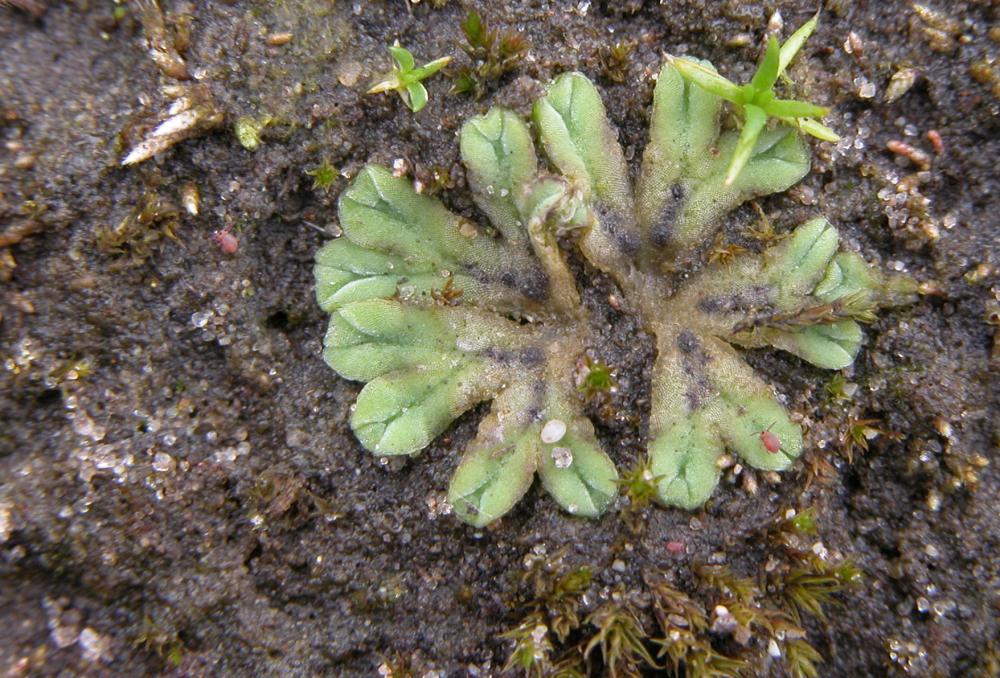 Riccia sorocarpa (door Dick Haaksma)