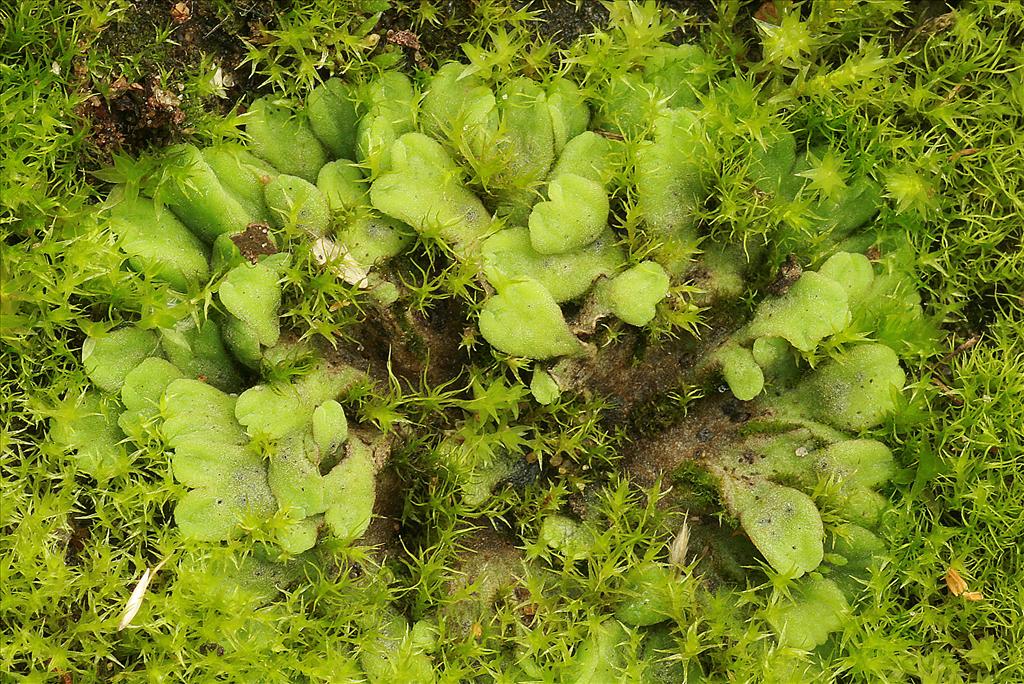 Riccia glauca (door Jan Kersten)