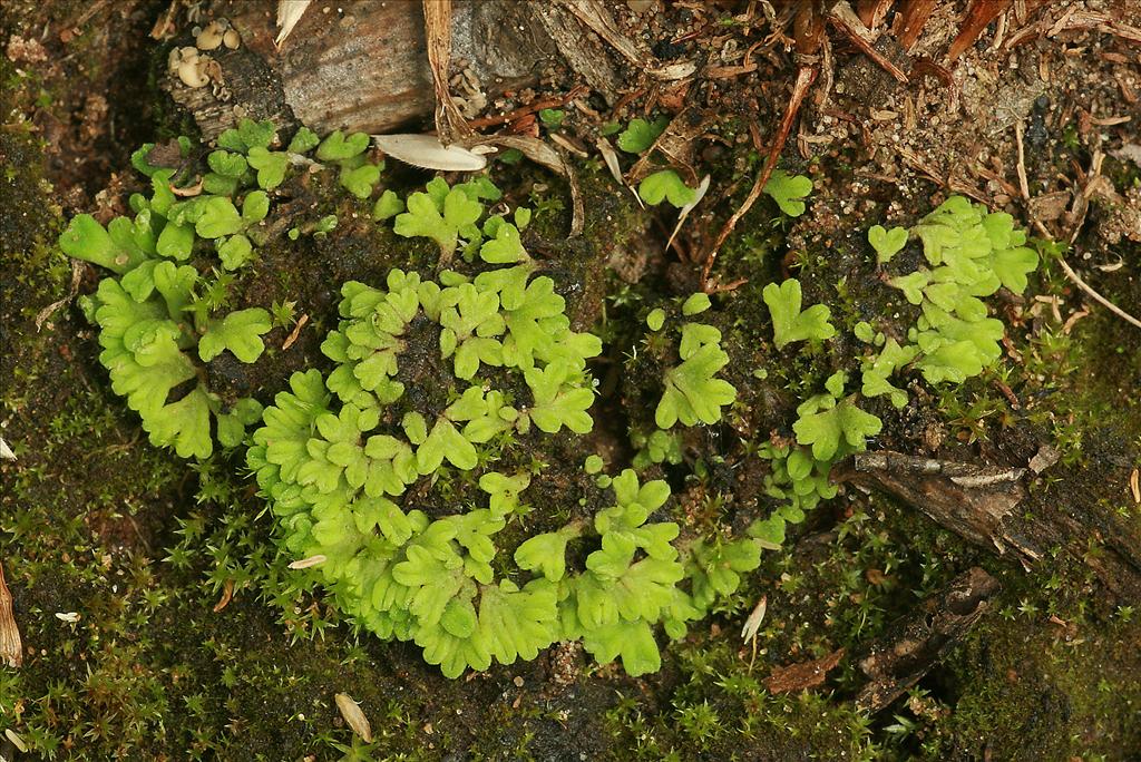 Riccia glauca (door Jan Kersten)