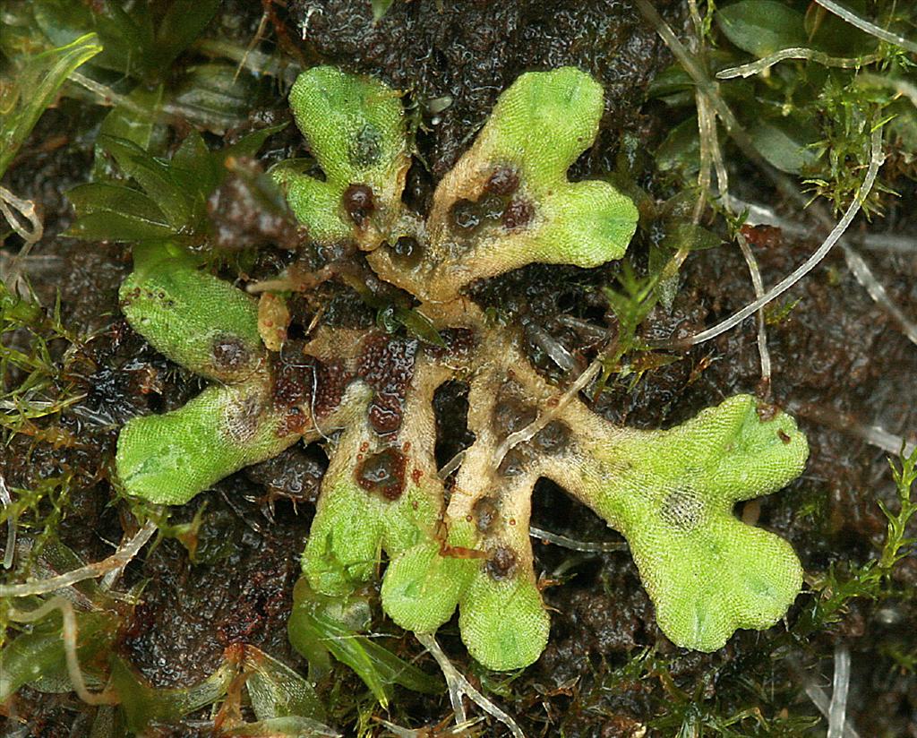 Riccia glauca (door Jan Kersten)