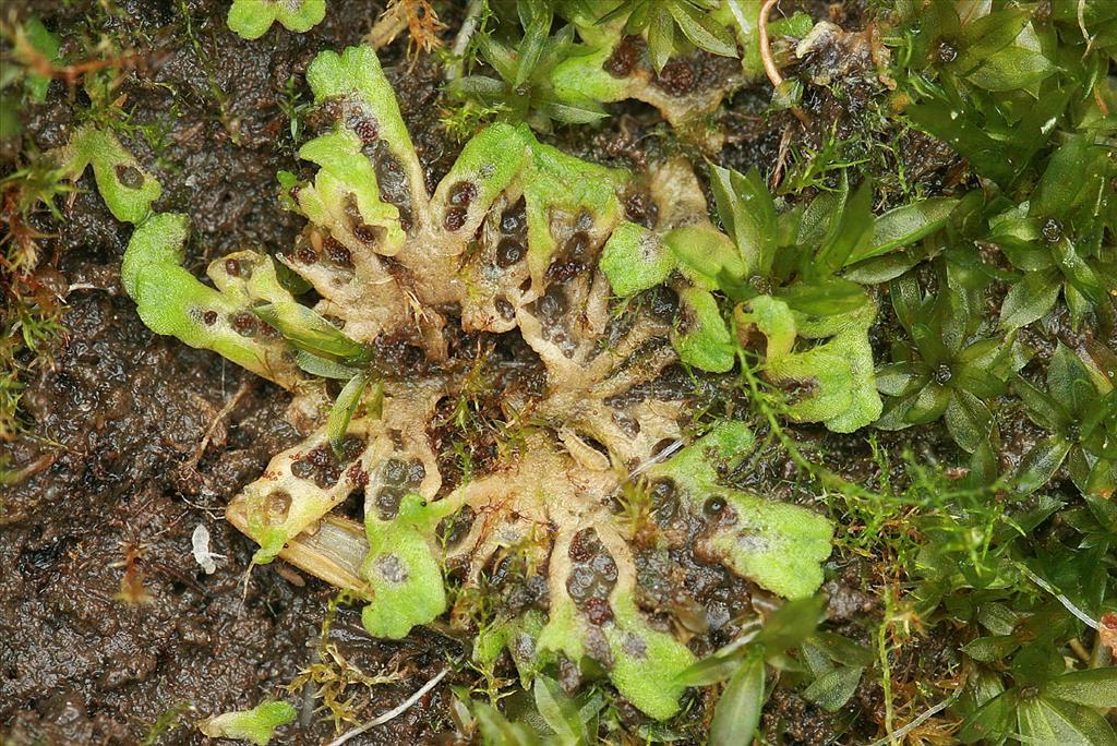 Riccia glauca (door Jan Kersten)