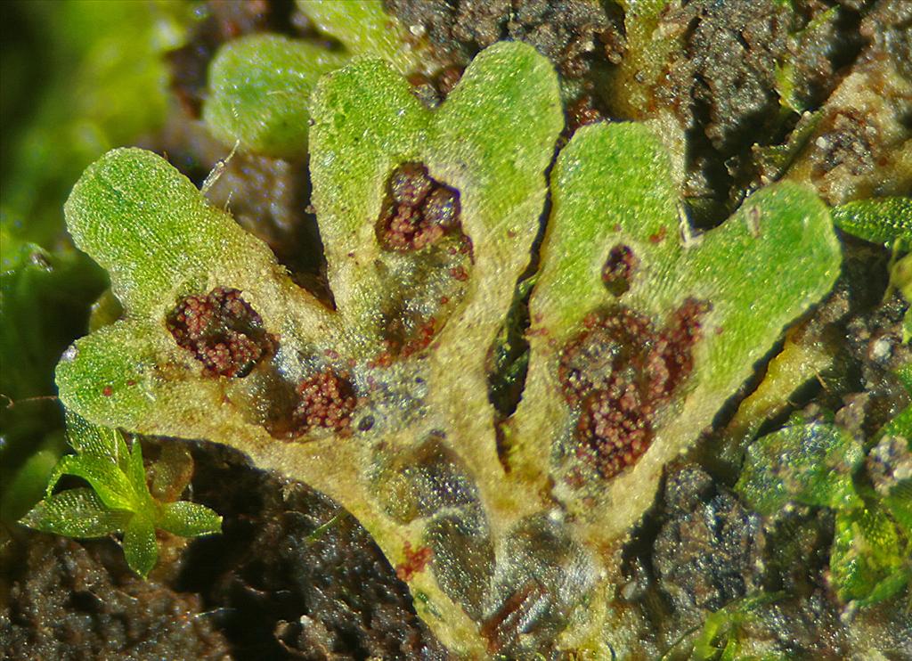 Riccia glauca (door Jan Kersten)