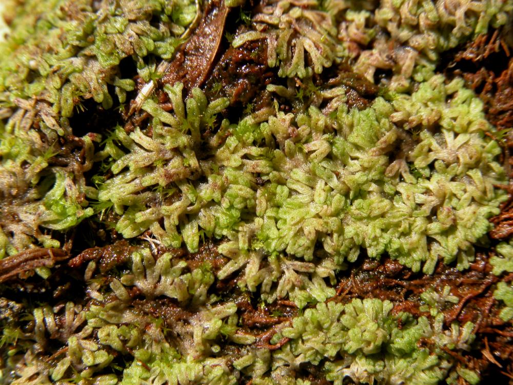 Riccia huebeneriana (door Dick Haaksma)