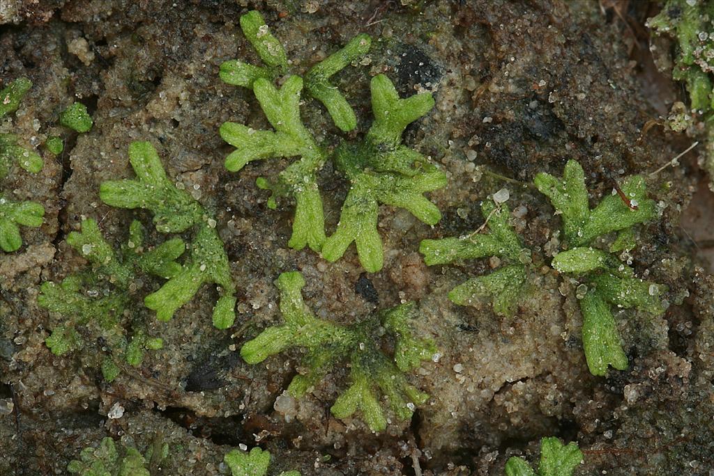 Riccia huebeneriana (door Jan Kersten)