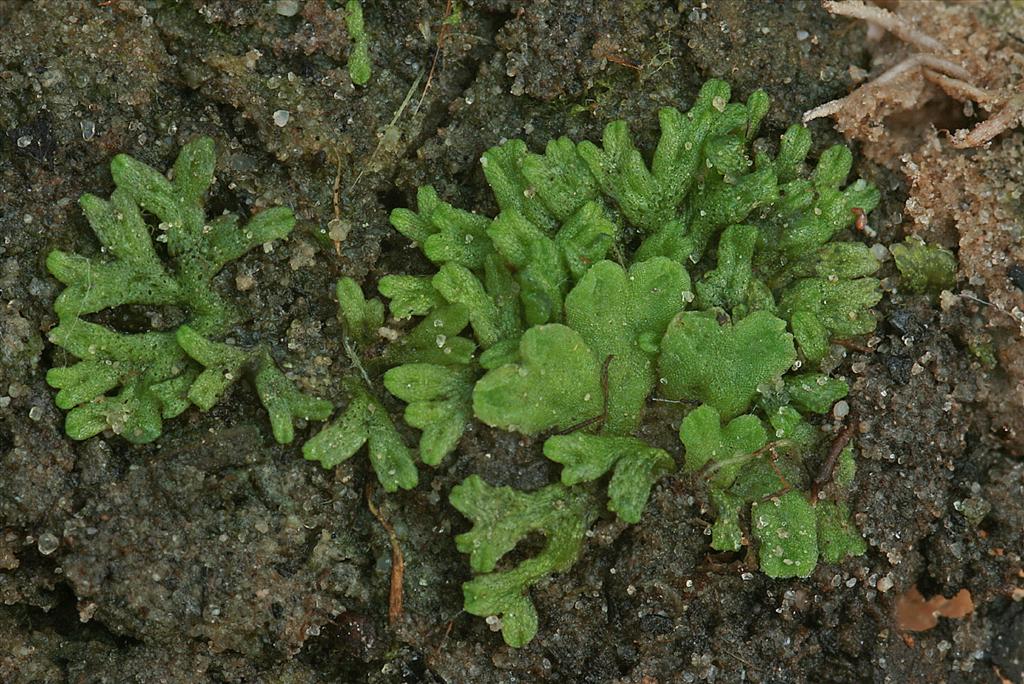 Riccia huebeneriana (door Jan Kersten)