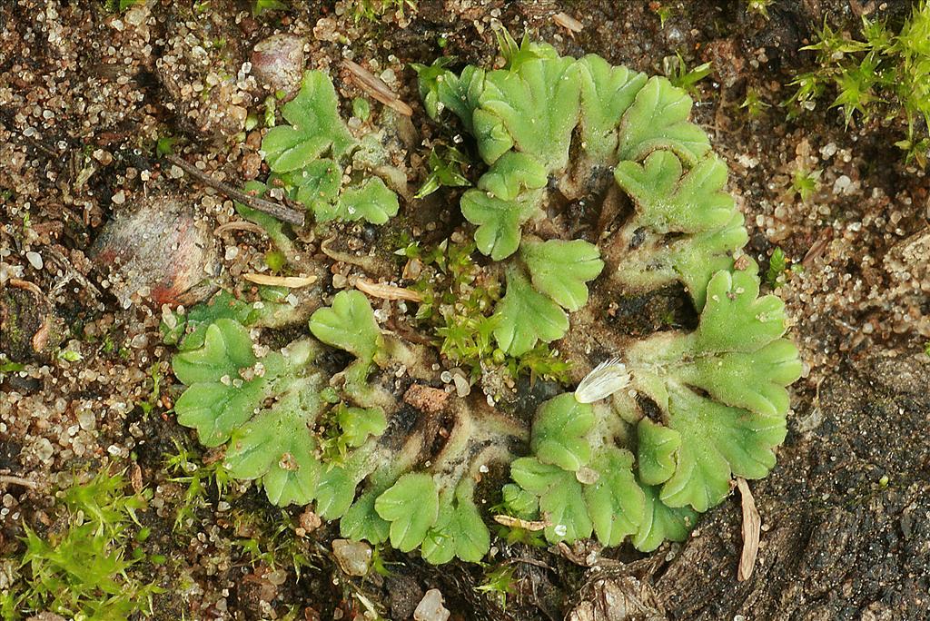 Riccia sorocarpa (door Jan Kersten)