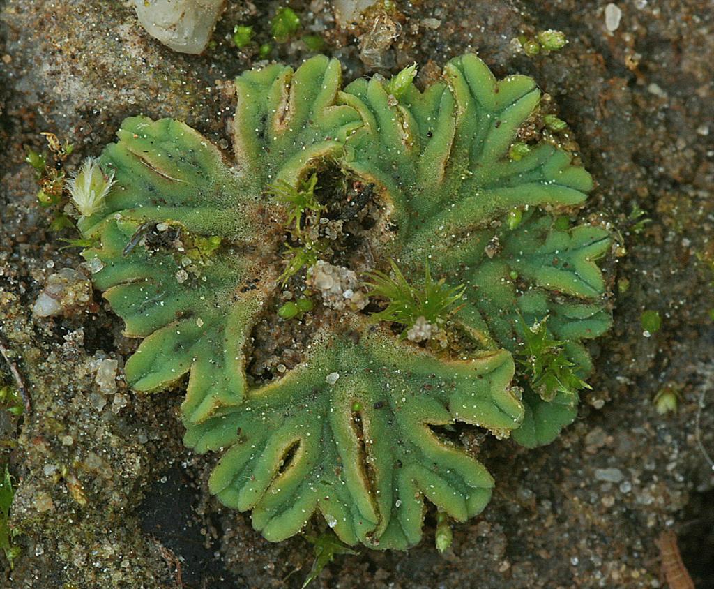 Riccia sorocarpa (door Jan Kersten)