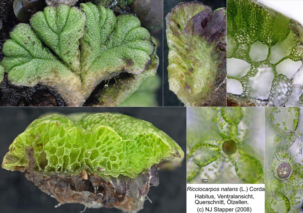 Ricciocarpos natans (door Norbert Stapper)