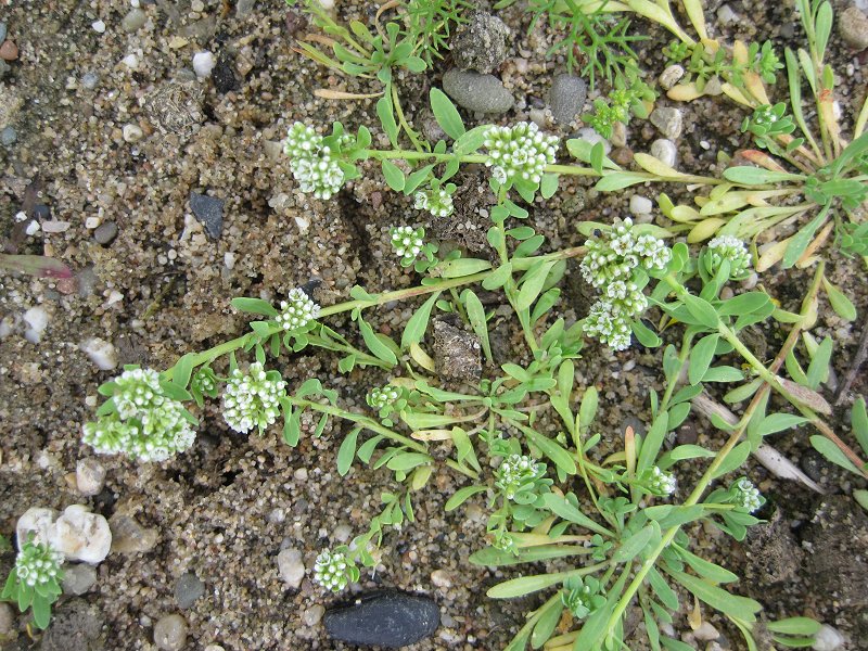 Corrigiola litoralis (door Grada Menting)