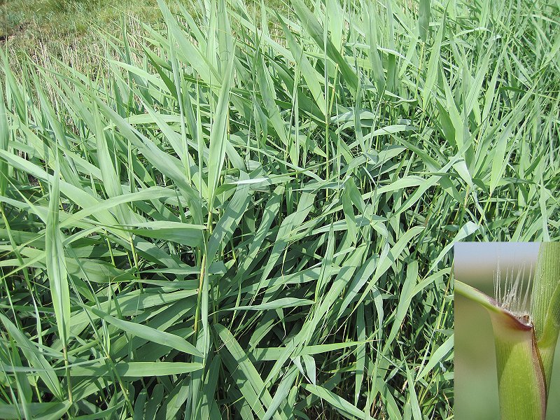 Phragmites australis (door Grada Menting)