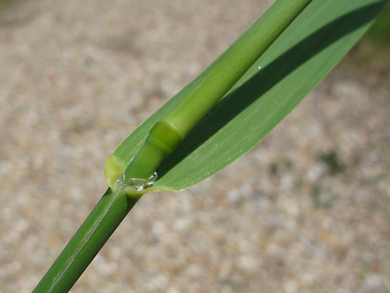 Phalaris arundinacea (door Grada Menting)