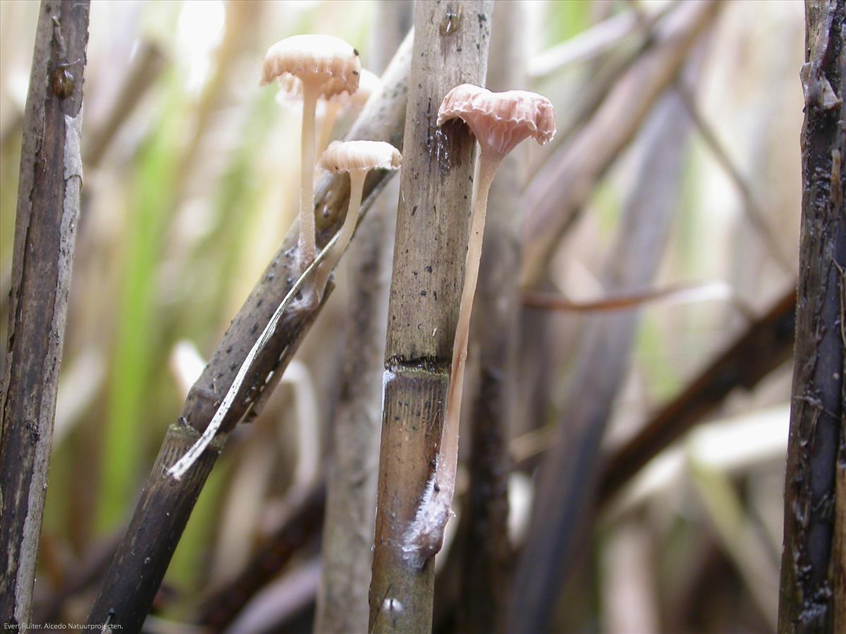 Mycena belliae (door Evert Ruiter)