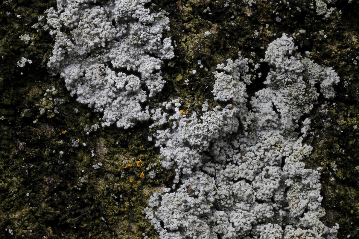 Lepraria rigidula (door Arjan de Groot)