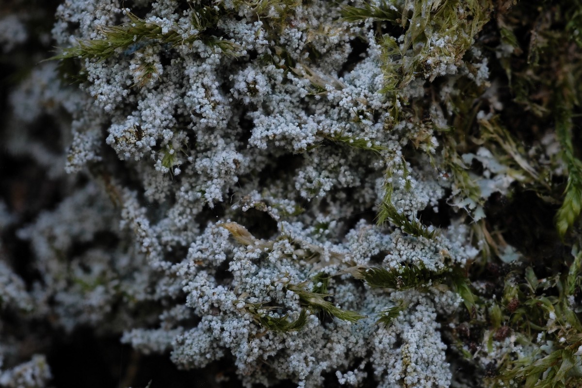 Lepraria rigidula (door Arjan de Groot)