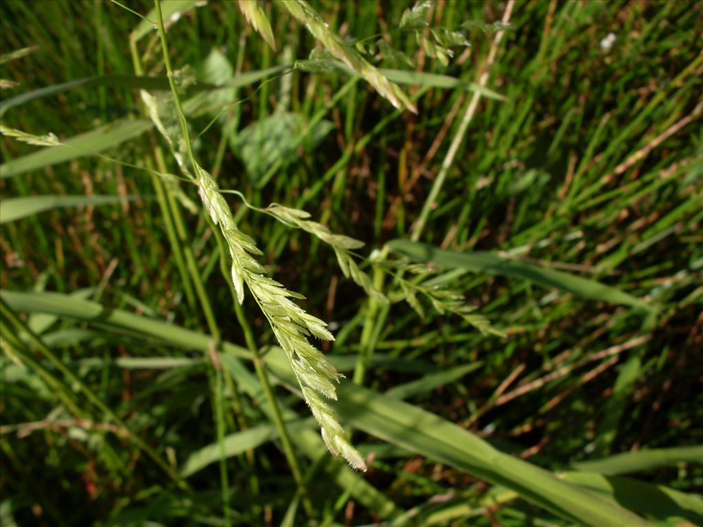 Leersia oryzoides (door Dick Kerkhof)