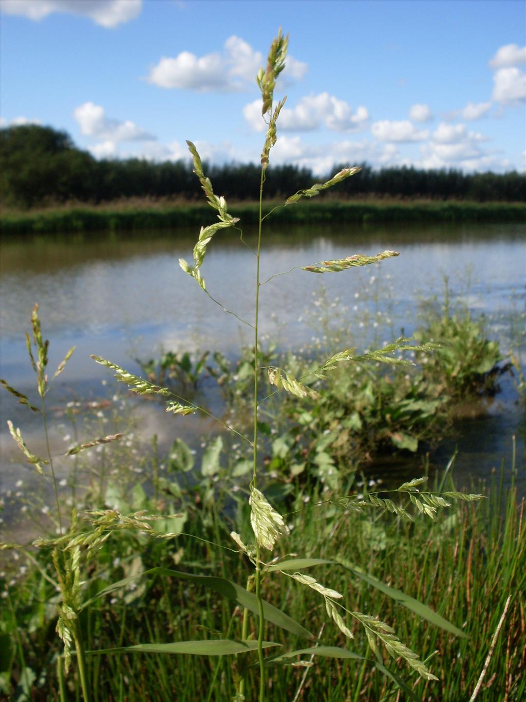 Leersia oryzoides (door Dick Kerkhof)