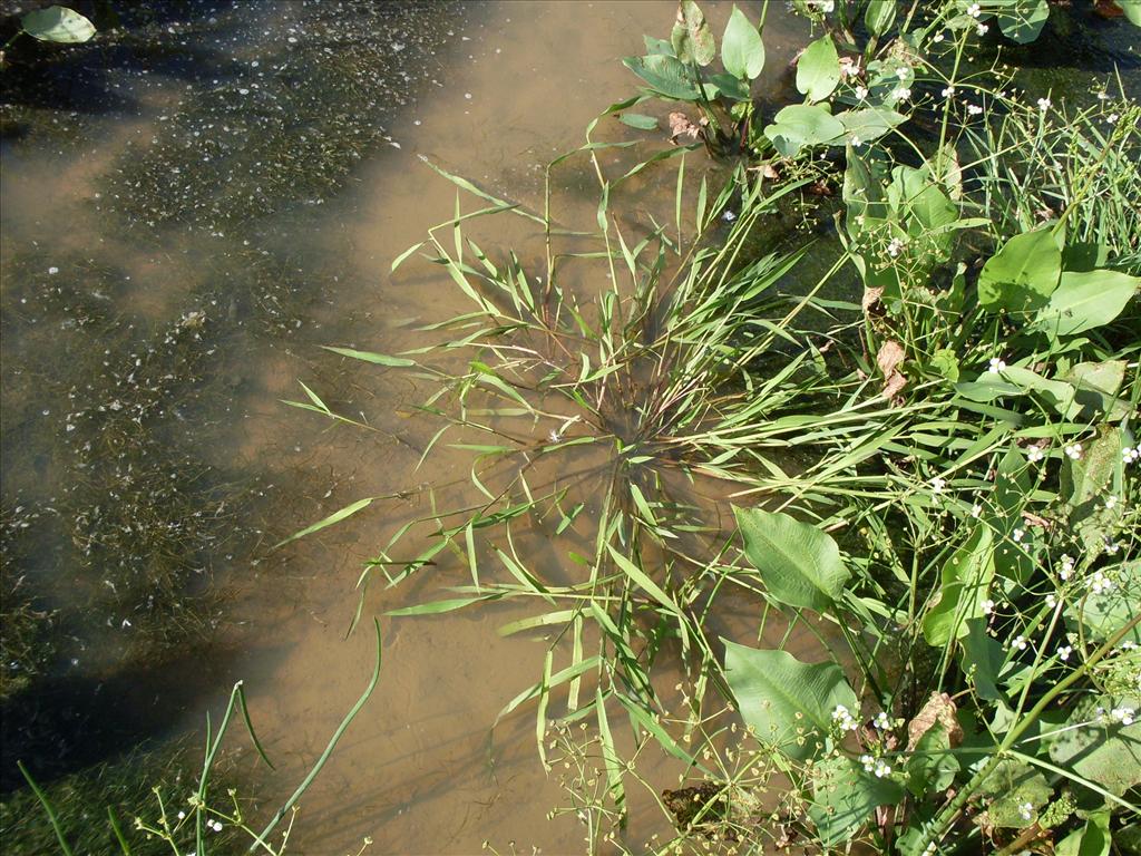 Leersia oryzoides (door Dick Kerkhof)