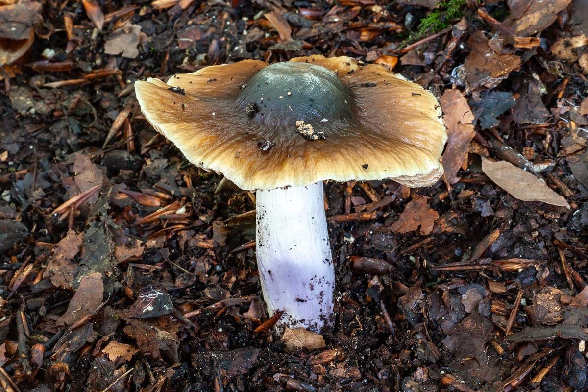 Cortinarius lividoochraceus (door John Breugelmans)