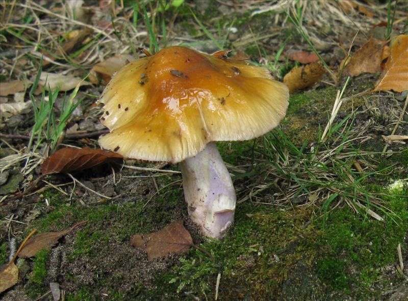 Cortinarius lividoochraceus (door Hannie Wijers)