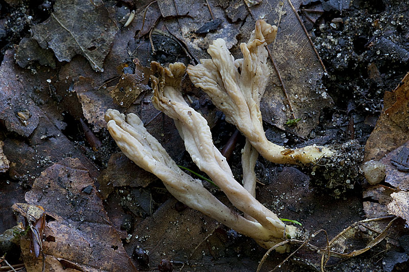 Clavulina rugosa (door John Breugelmans)