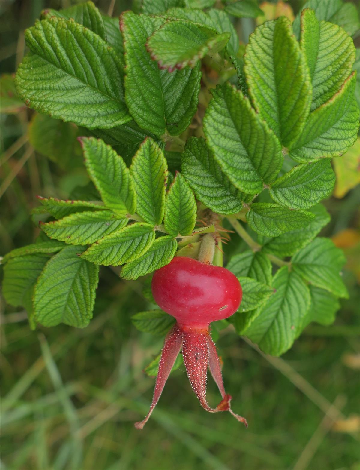 Rosa rugosa (door Grada Menting)