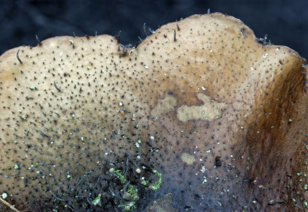 Parmotrema reticulatum (door Norbert Stapper)