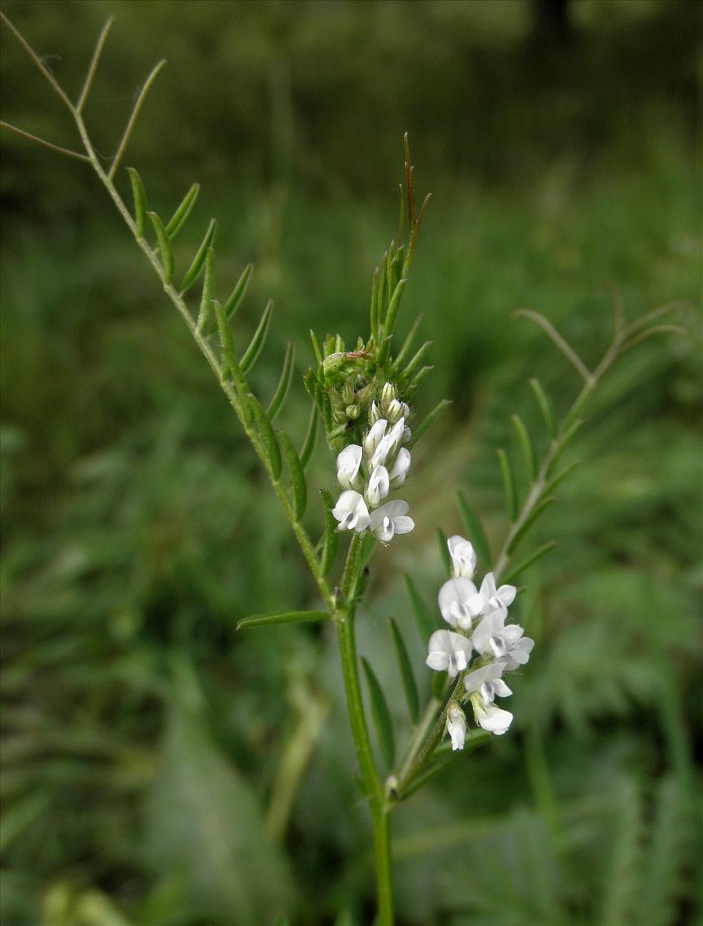 Vicia hirsuta (door Bert Verbruggen)