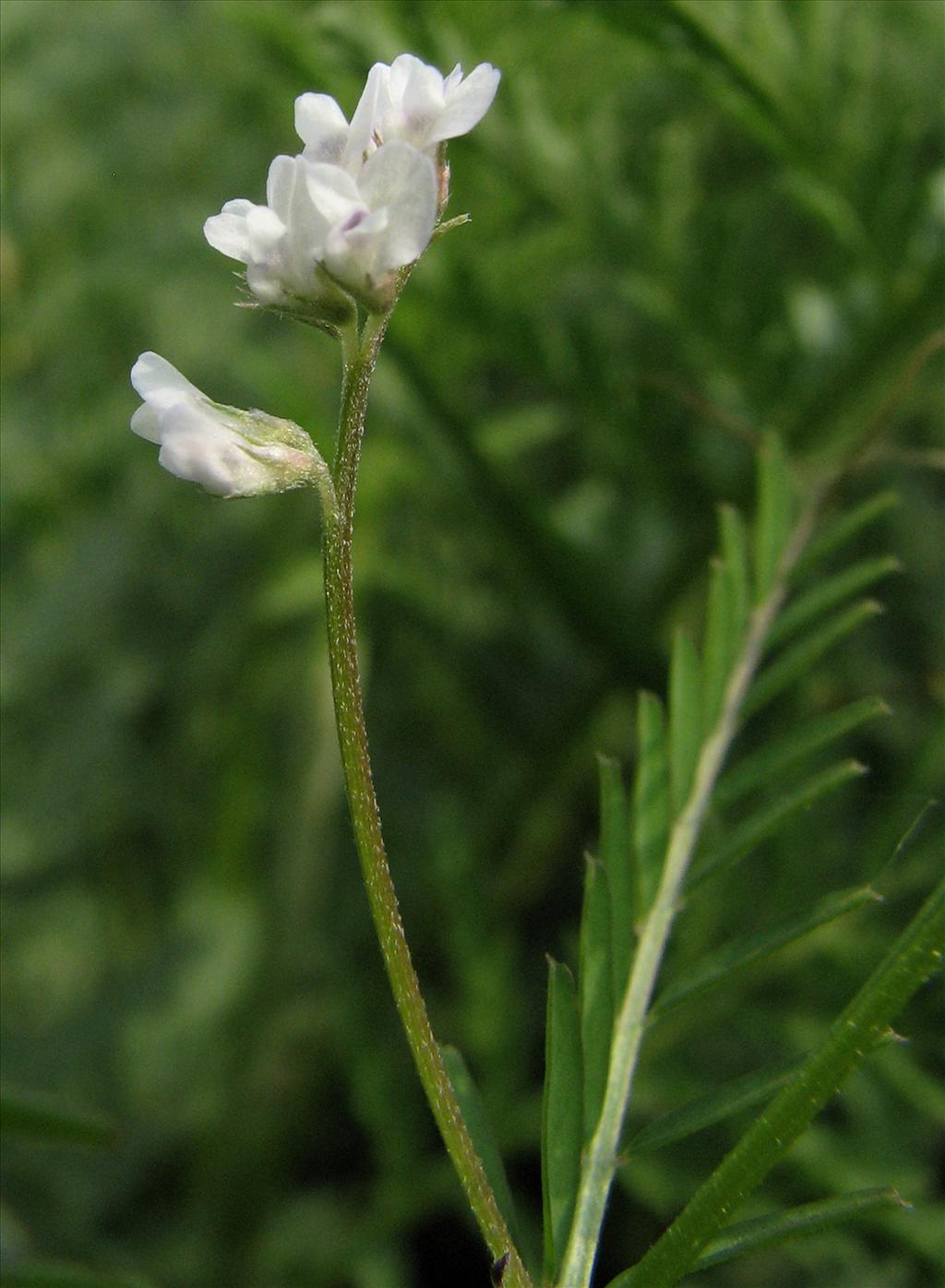 Vicia hirsuta (door Bert Verbruggen)