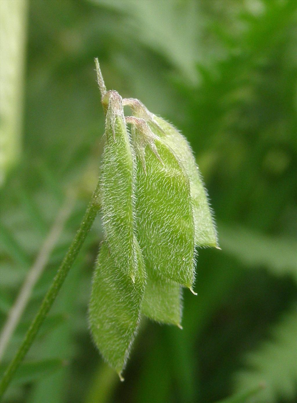 Vicia hirsuta (door Bert Verbruggen)