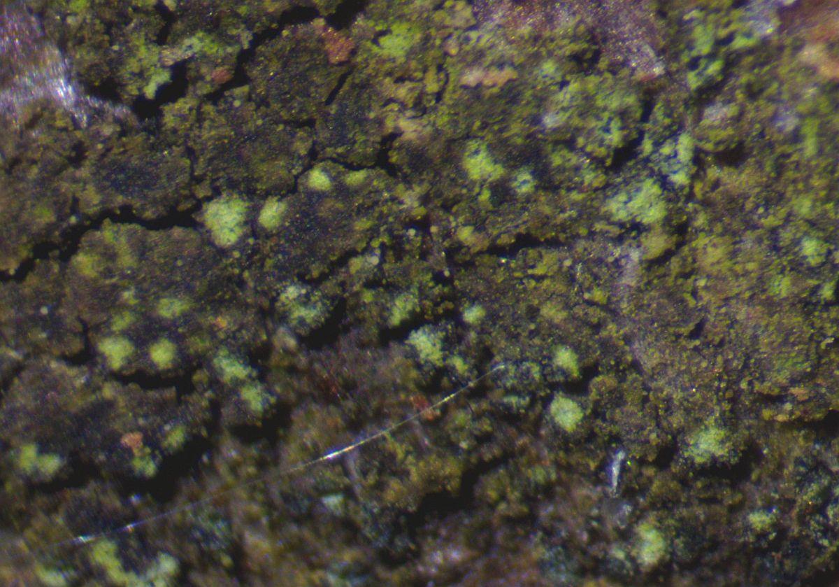 Rinodina griseosoralifera (door Laurens Sparrius)