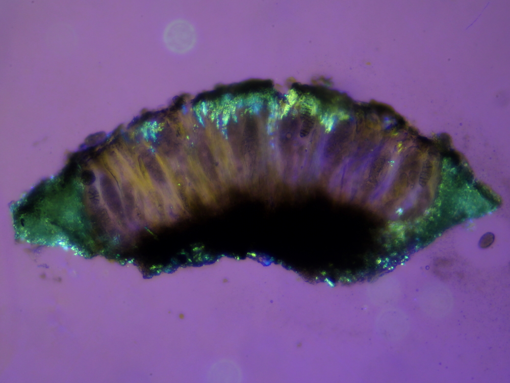 Rhizocarpon petraeum (door Henk-Jan van der Kolk)