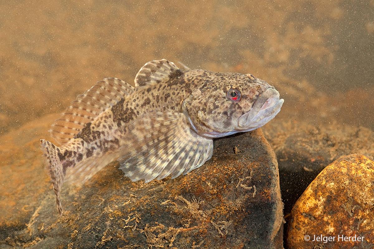 Cottus perifretum (door Jelger Herder)