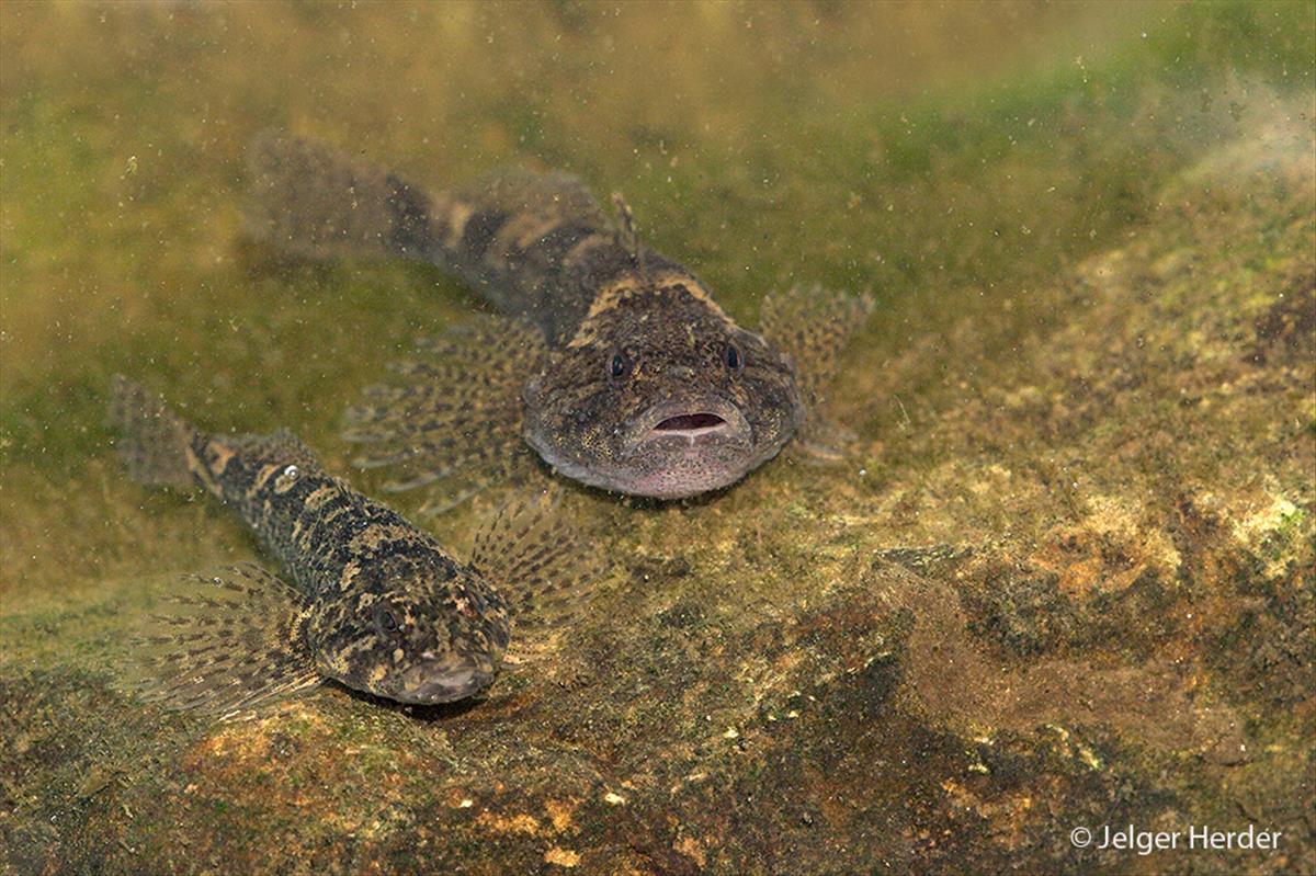 Cottus perifretum (door Jelger Herder)