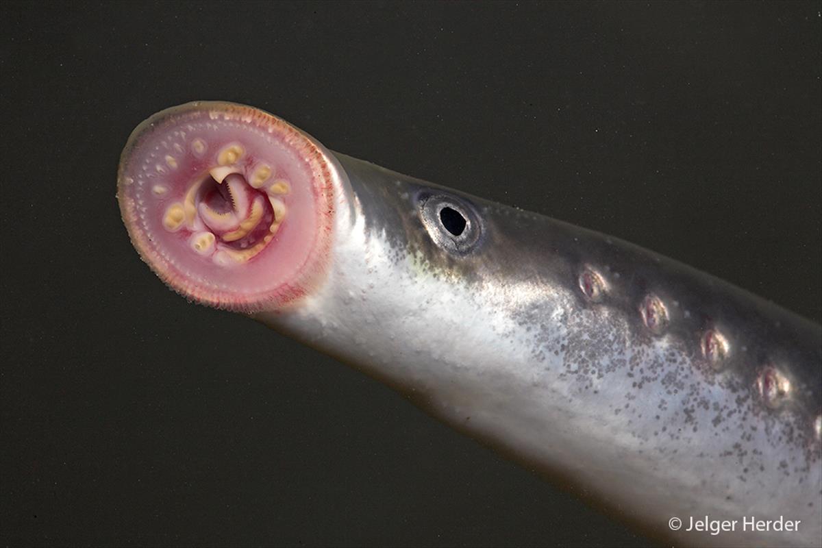 Lampetra fluviatilis (door Jelger Herder)