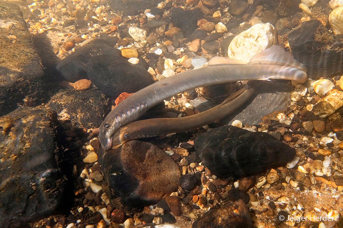 Lampetra fluviatilis (door Jelger Herder)