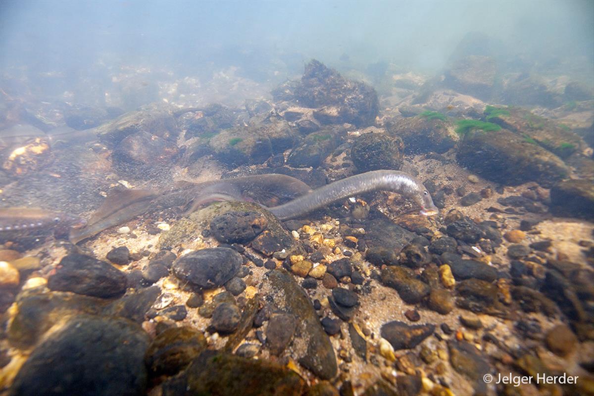 Lampetra fluviatilis (door Jelger Herder)