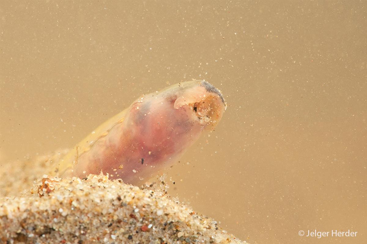 Lampetra fluviatilis (door Jelger Herder)