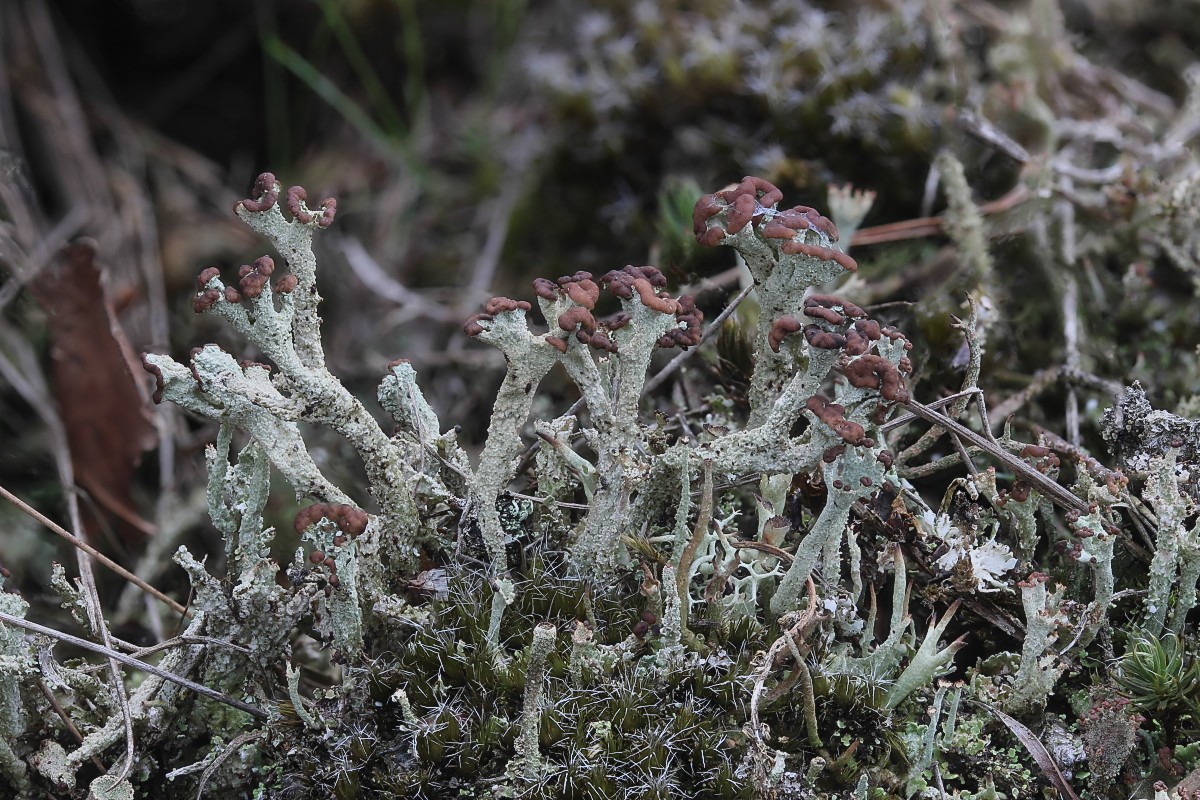 Cladonia ramulosa (door Arjan de Groot)