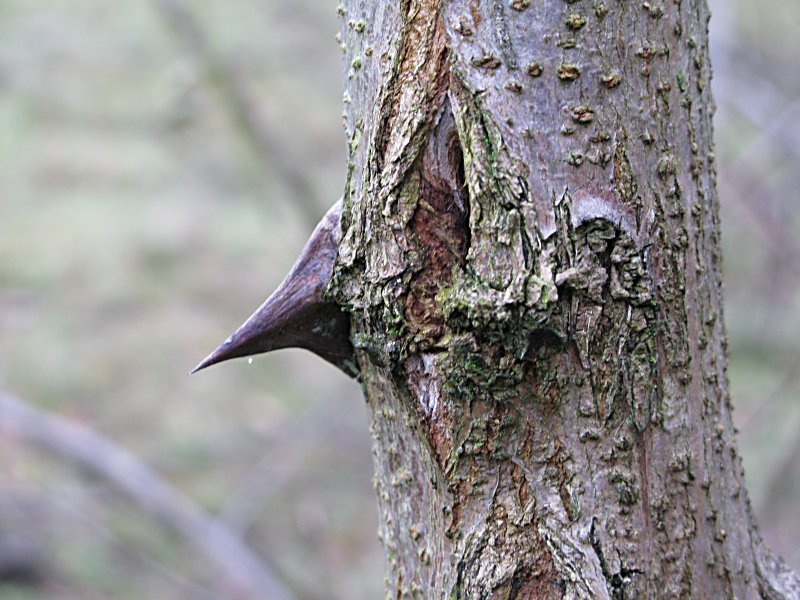 Robinia pseudoacacia (door Grada Menting)