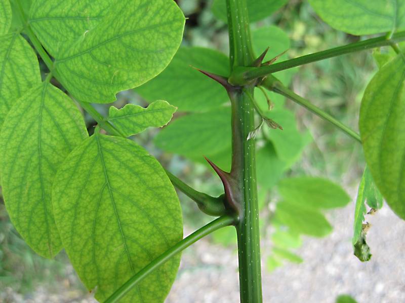 Robinia pseudoacacia (door Grada Menting)