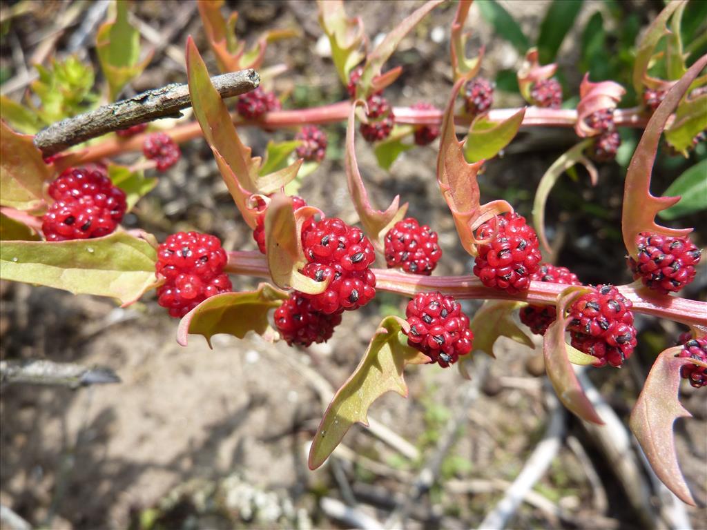 Blitum virgatum (door Koen van Zoest)