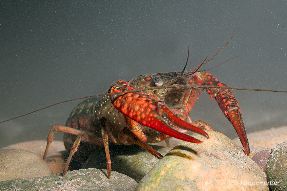 Procambarus clarkii (door Jelger Herder)