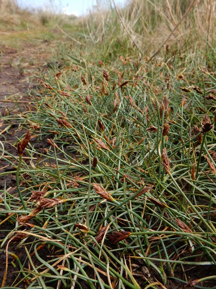 Blysmus rufus (door Ed Stikvoort | Saxifraga)