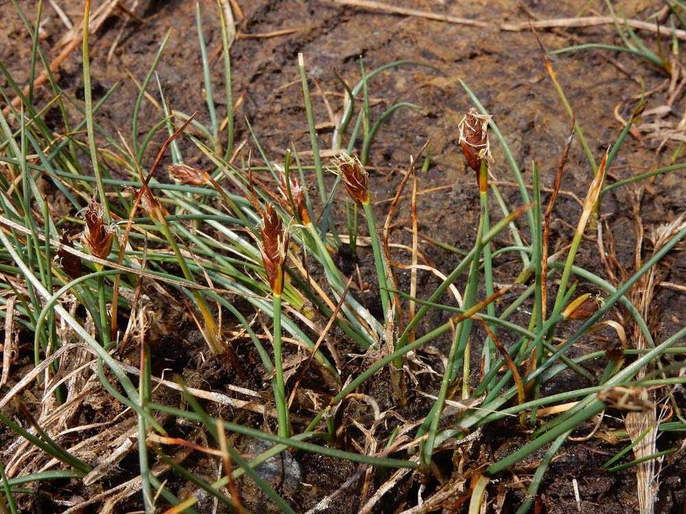 Blysmus rufus (door Ed Stikvoort | Saxifraga)